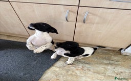 English Springer Spaniel dogs for sale: KC Registered English springer spaniel puppies. - Image 31