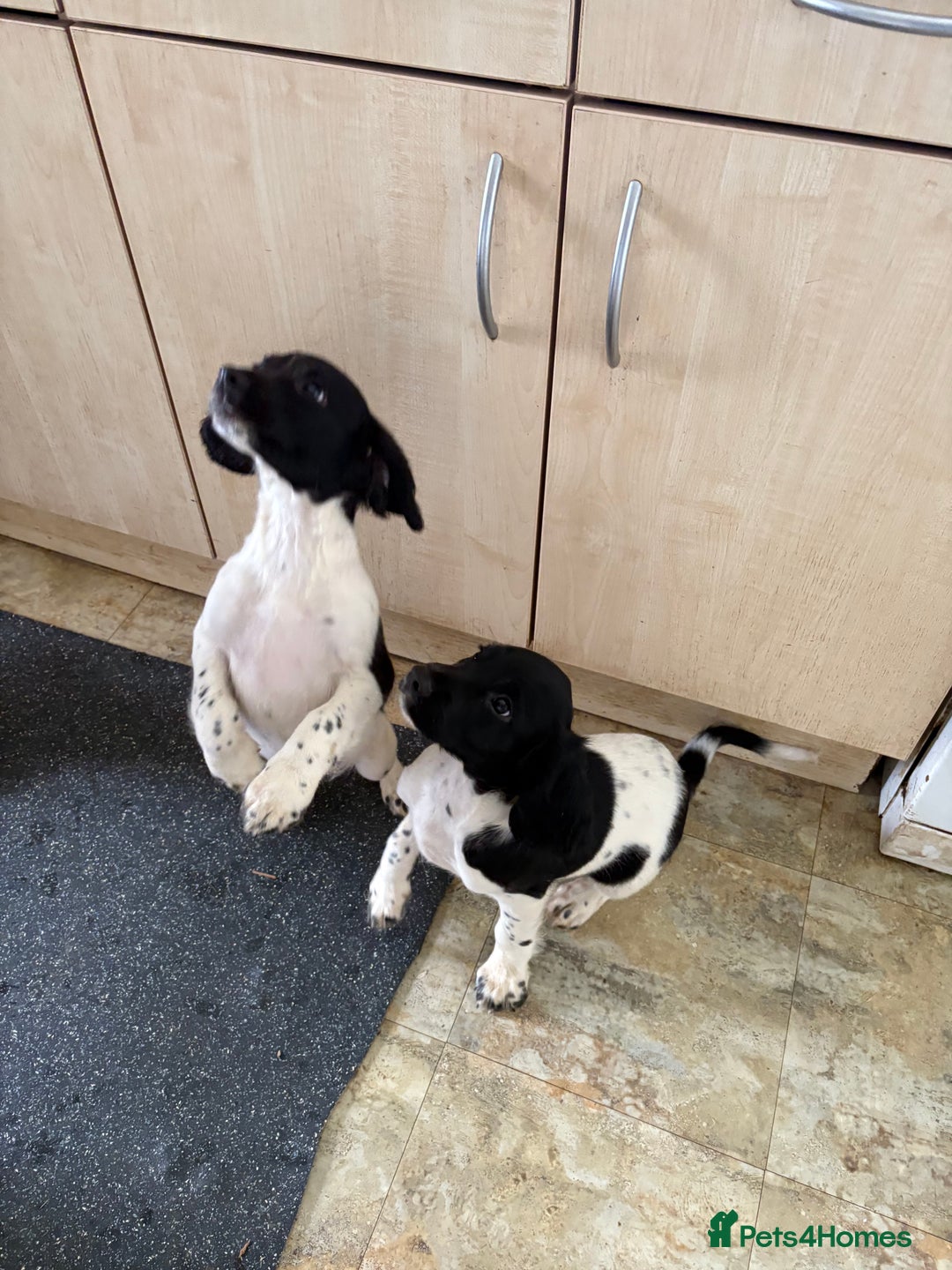 English Springer Spaniel dogs for sale: KC Registered English springer spaniel puppies. - Image 31