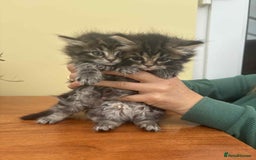 Maine Coon cats for sale: Maine coon xxx - Image 4