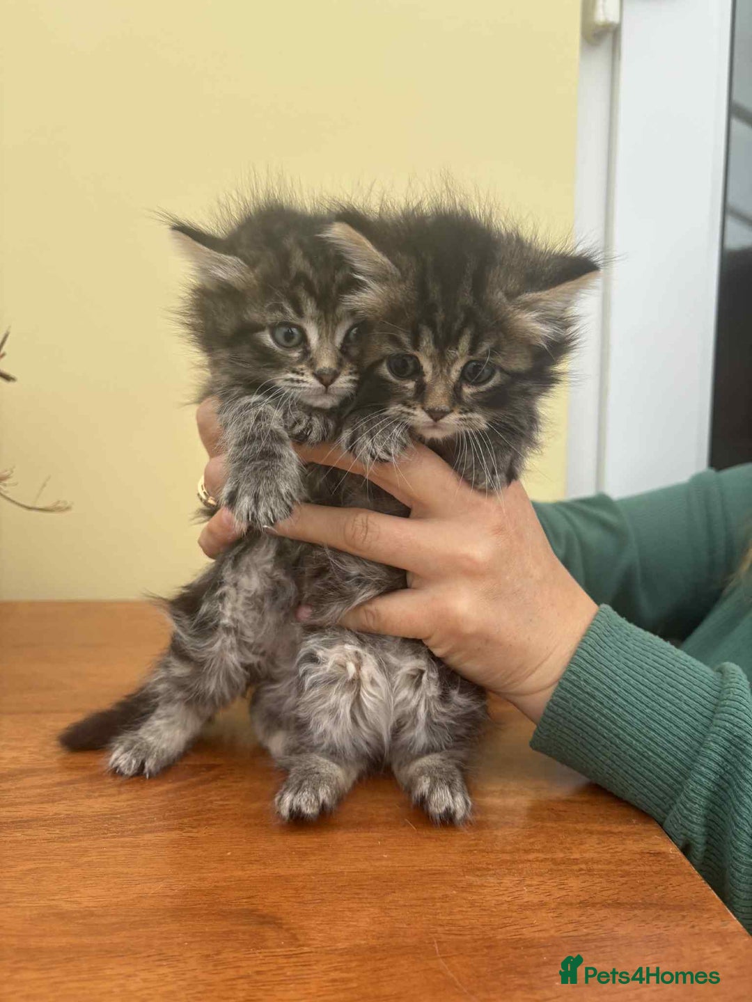 Maine Coon cats for sale: Maine coon xxx - Image 4