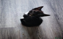 Mixed Breed cats for sale: Kittens for sale 🐱 - Image 2