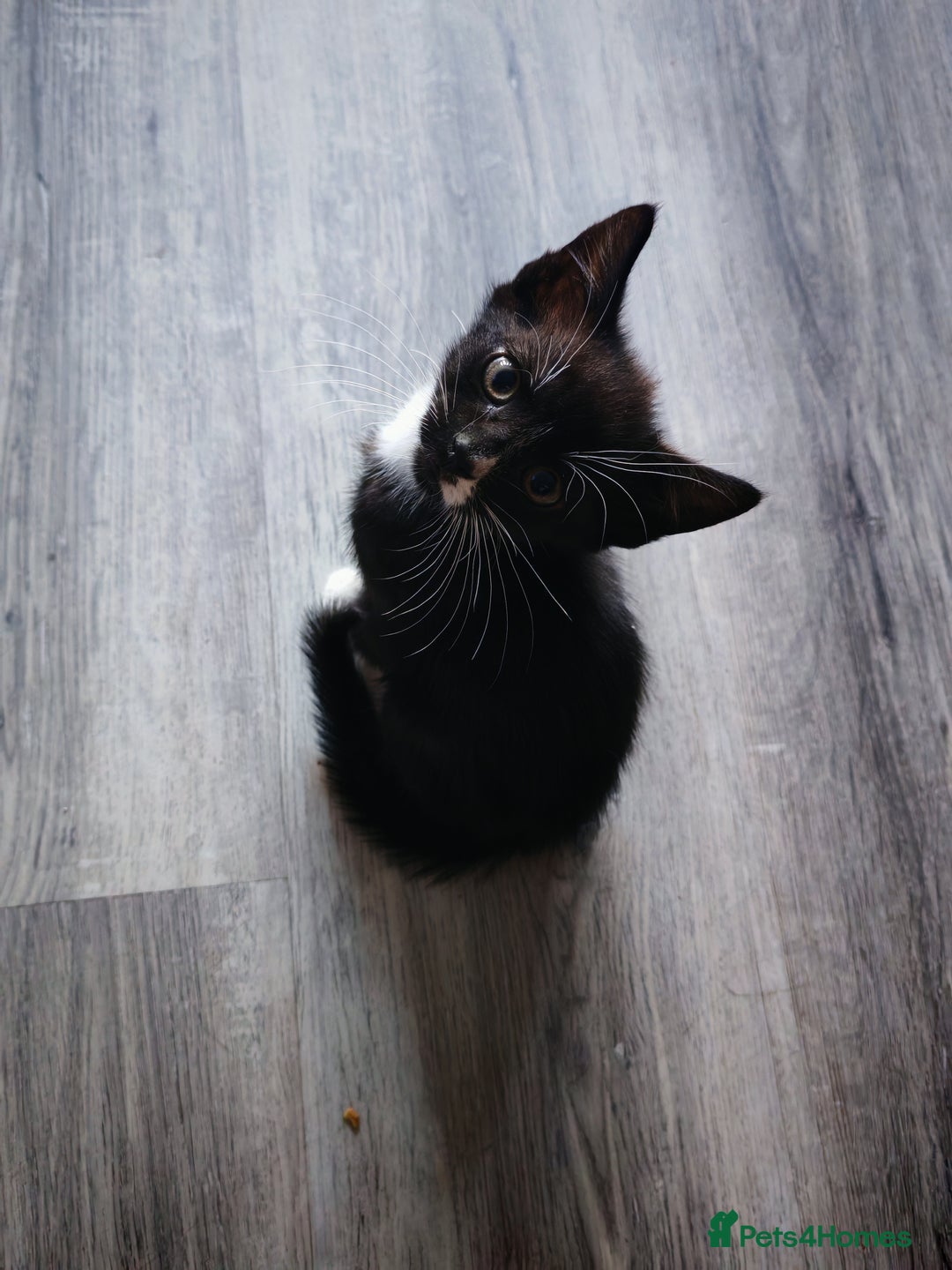 Mixed Breed cats for sale: Kittens for sale 🐱 - Image 2