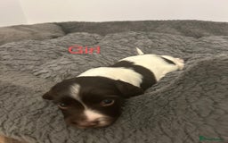 English Springer Spaniel dogs for sale: Springer spaniel puppies  - Image 9