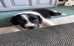 Sprollie dogs for sale: 3 beautiful sprollie pups - Image 15