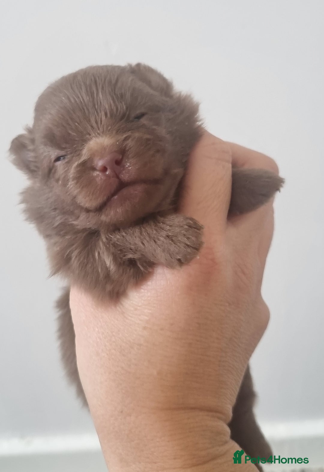 Pomeranian dogs for sale: Beautiful litter of poms  - Image 1