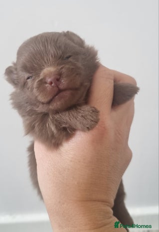 Pomeranian dogs - Advert 3