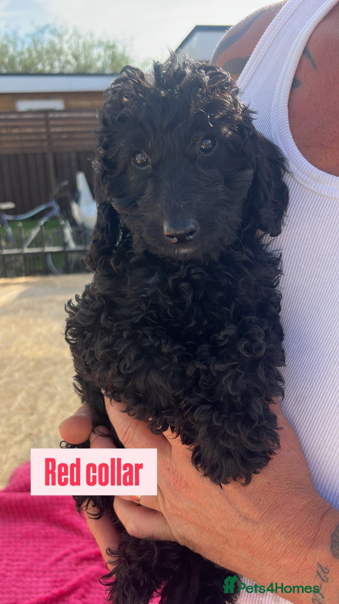 Cockapoo dogs F1b cockapoo pups LAST 2 GIRLS - Advert 20