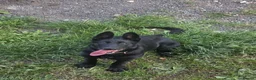 Belgian Shepherd Dog dogs for sale: Female Belgian Shepherd in Sheffield - Advert 2