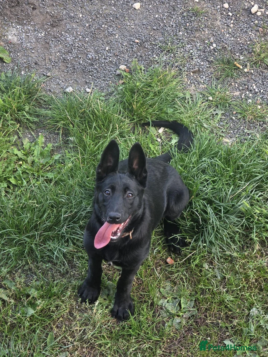 Belgian Shepherd Dog dogs for sale: Female Belgian Shepherd in Sheffield - Advert 2