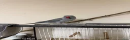 Ringnecks birds for sale: Ringnick for sale - Advert 4