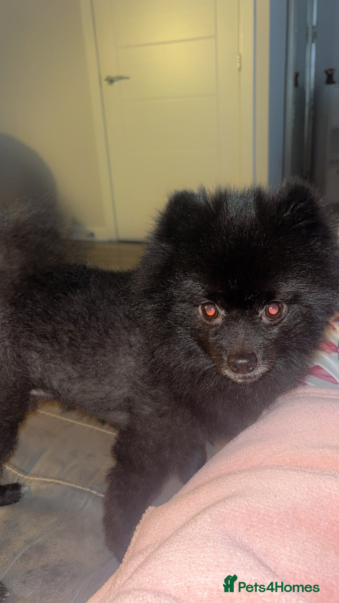 Pomeranian dogs Pomeranian  - Advert 12