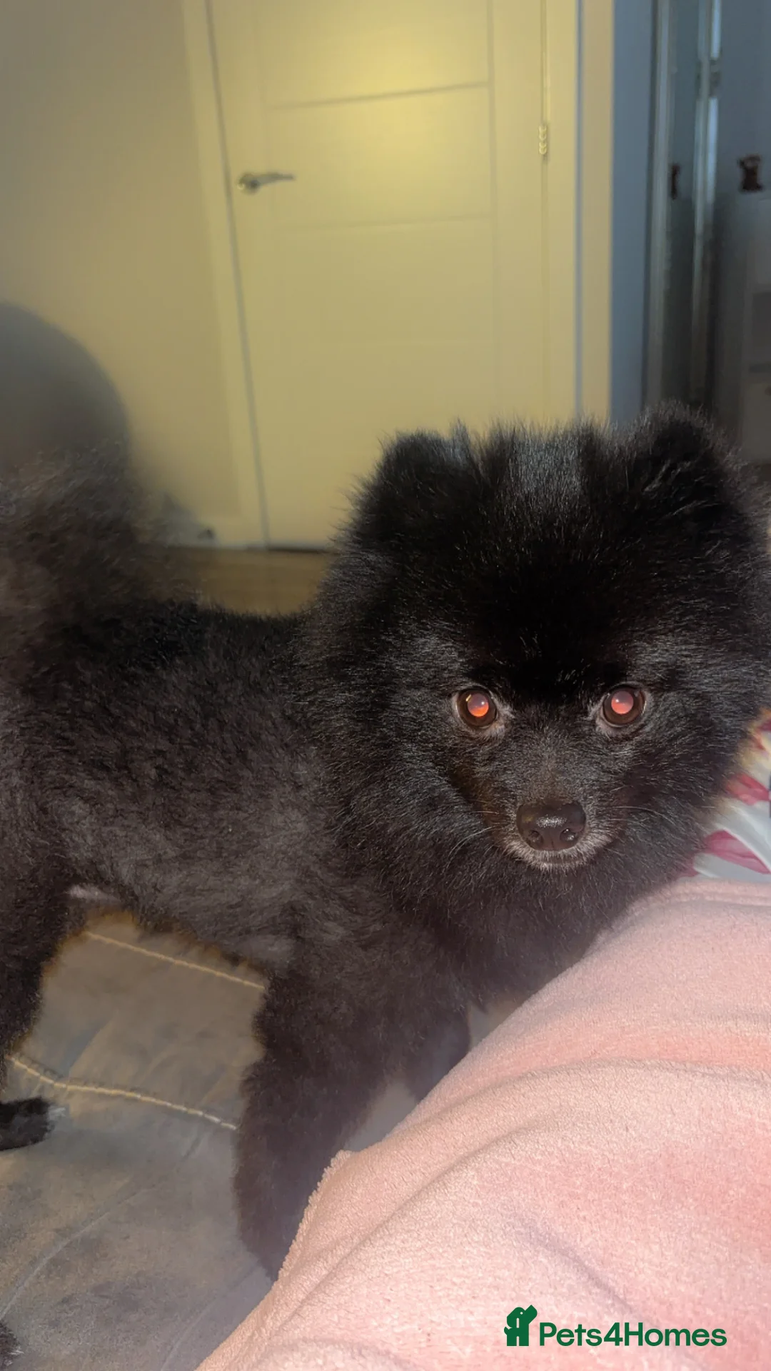 Pomeranian dogs for sale: Pomeranian  in Gateshead - Advert 1