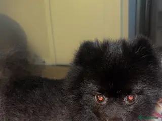 Pomeranian dogs Pomeranian - Advert 1