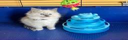 Ragdoll cats for sale: GCCF Ragdoll 🏆Champion Bloodline🌟5-Gen Pedigrees - Advert 25