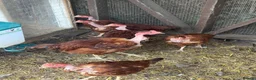 Chickens poultry for sale: Breeding groups of chickens - Advert 4