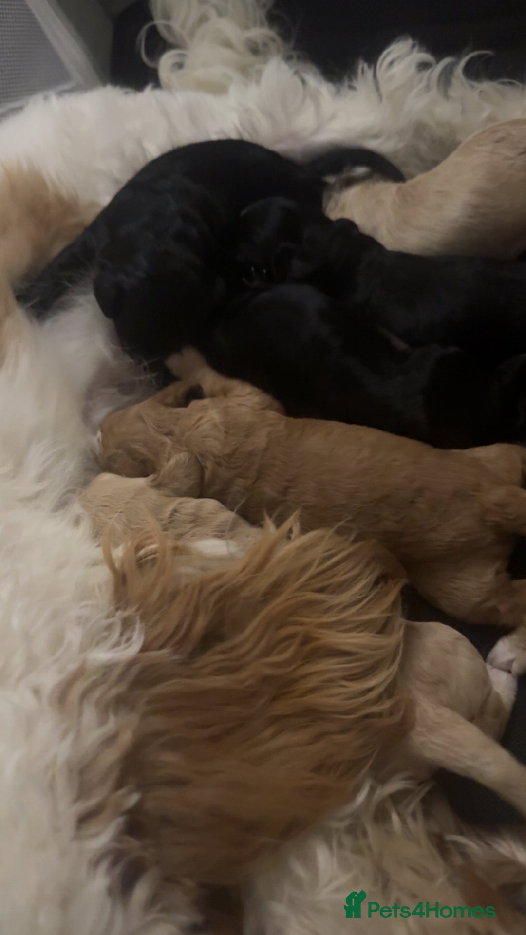 Mixed Breed dogs for sale: Litter off 8 girls f2 cockapoos  - Image 15
