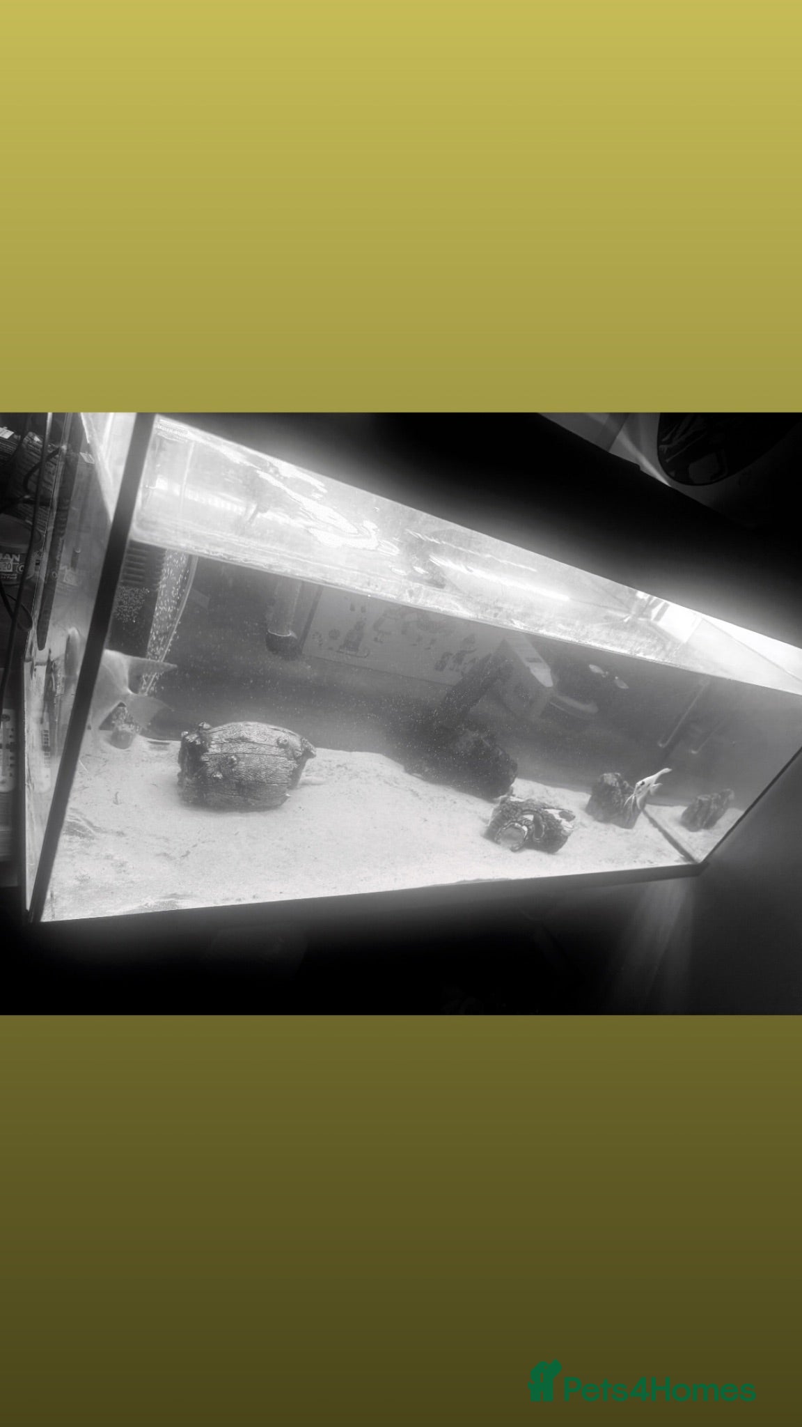 Angelfish fish Fish and fish tank - Advert 1