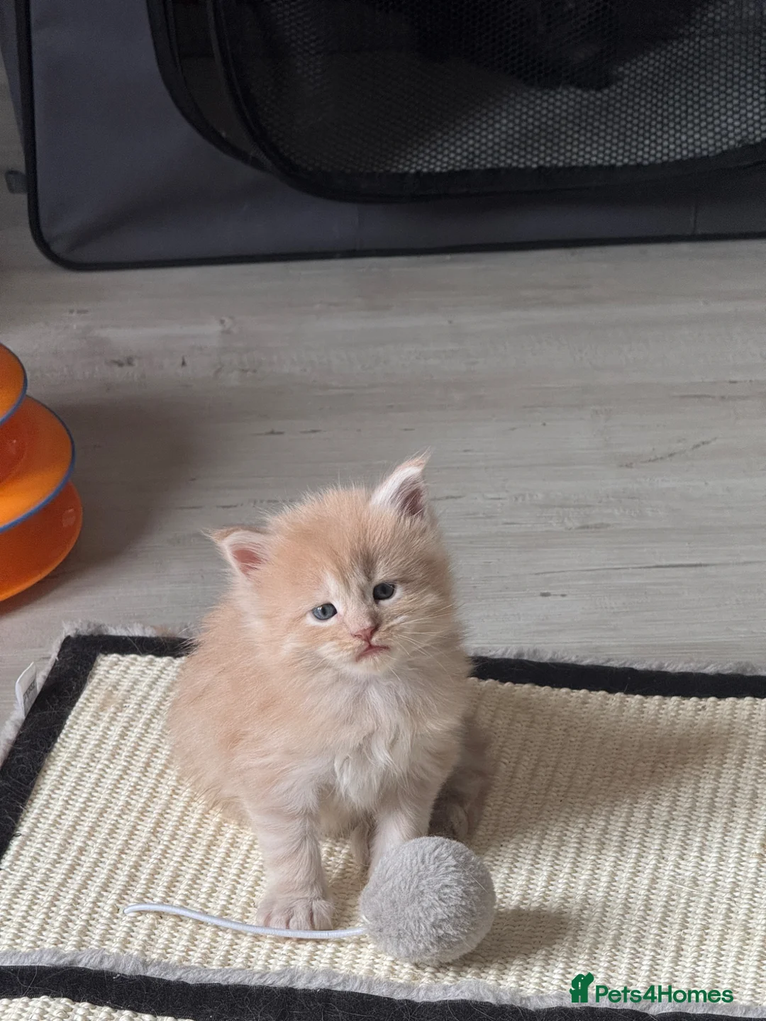 Maine Coon cats for sale: Beautiful Maine Coon kittens for sale. Two boys.🦁 - Advert 2
