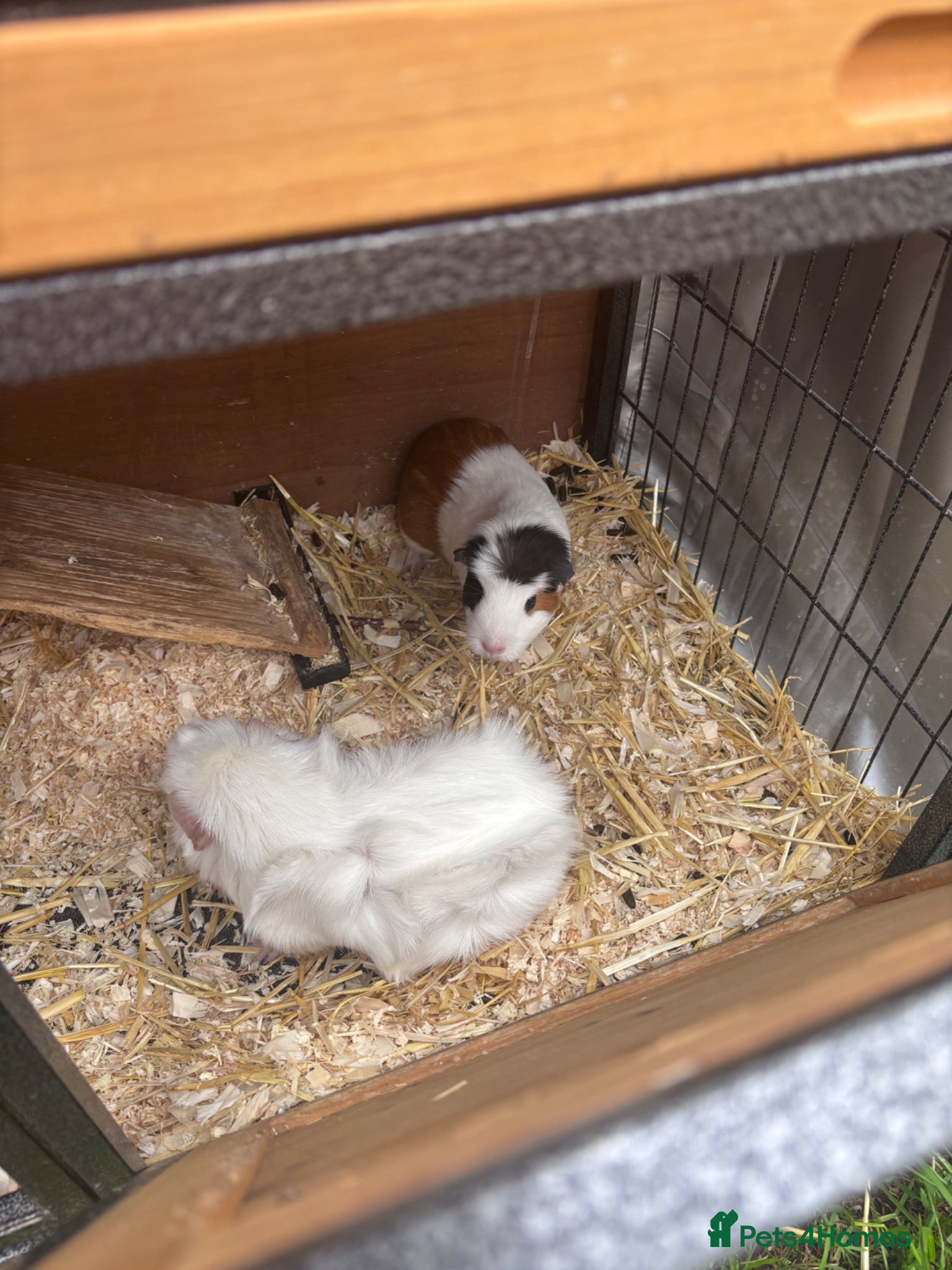 Guinea Pig rodents Beautiful girl guineas  - Advert 4