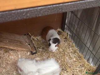 Guinea Pig rodents Beautiful girl guineas - Advert 4