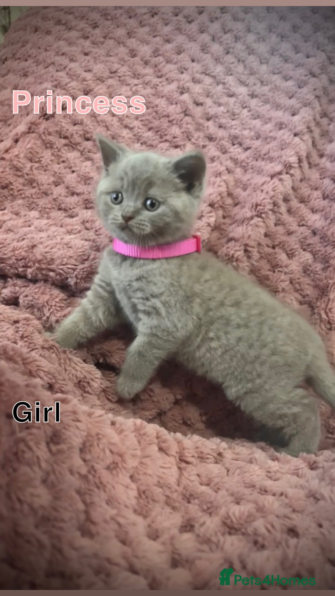 British Shorthair cats for sale: British shorthair kittens - Advert 10