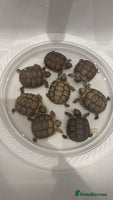 Tortoise reptiles - Advert 7