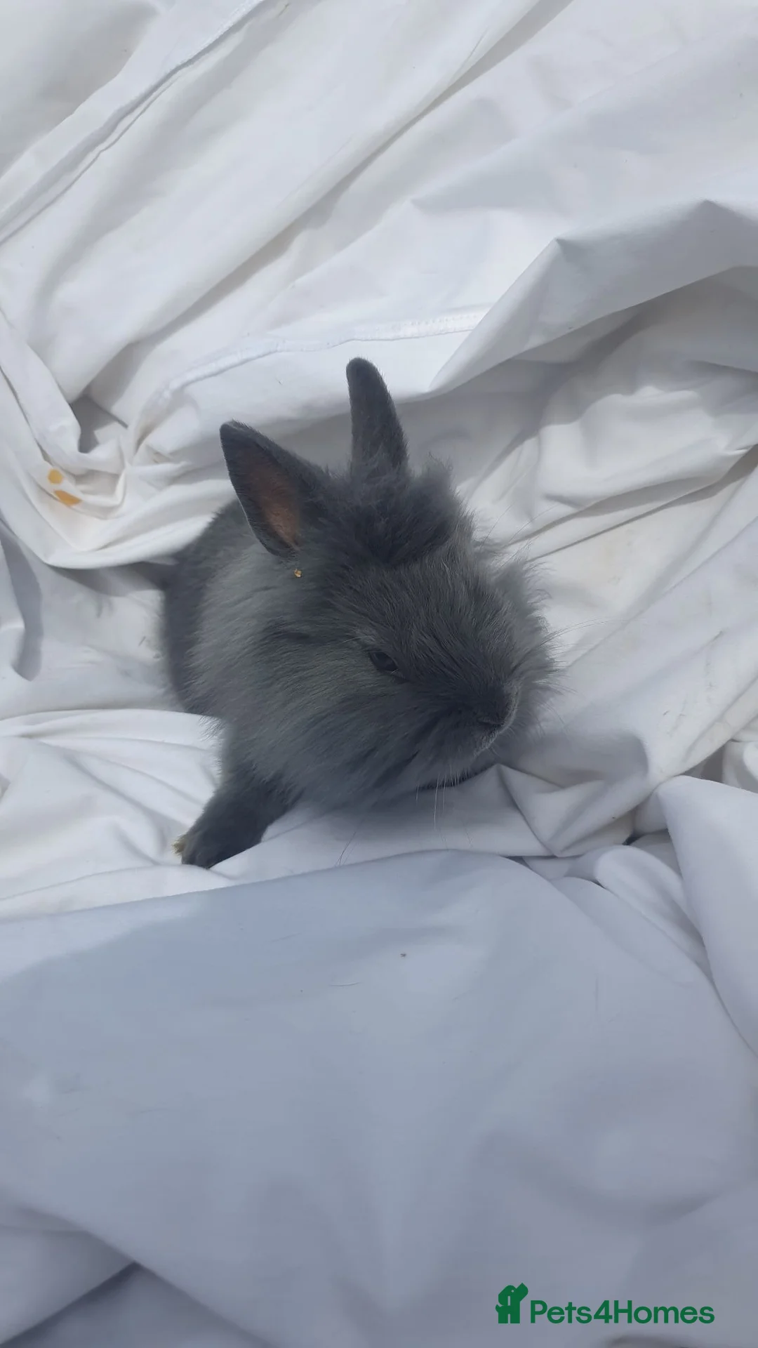 Mixed Breed rabbits for sale: Netherfield dwarf  - Advert 3