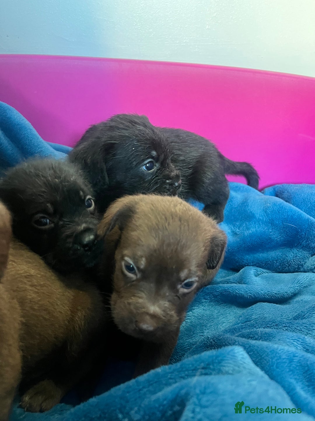 Cockapoo dogs for sale: Adorable cockapoo cross reduced last 2  - Image 7