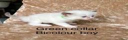 Ragdoll cats for sale: Beautiful ragdoll kittens  - Advert 6