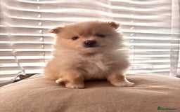 Pomeranian dogs for sale: 4 Beautiful puppies for Sale!!1 Boy and 3 Girls  - Image 6