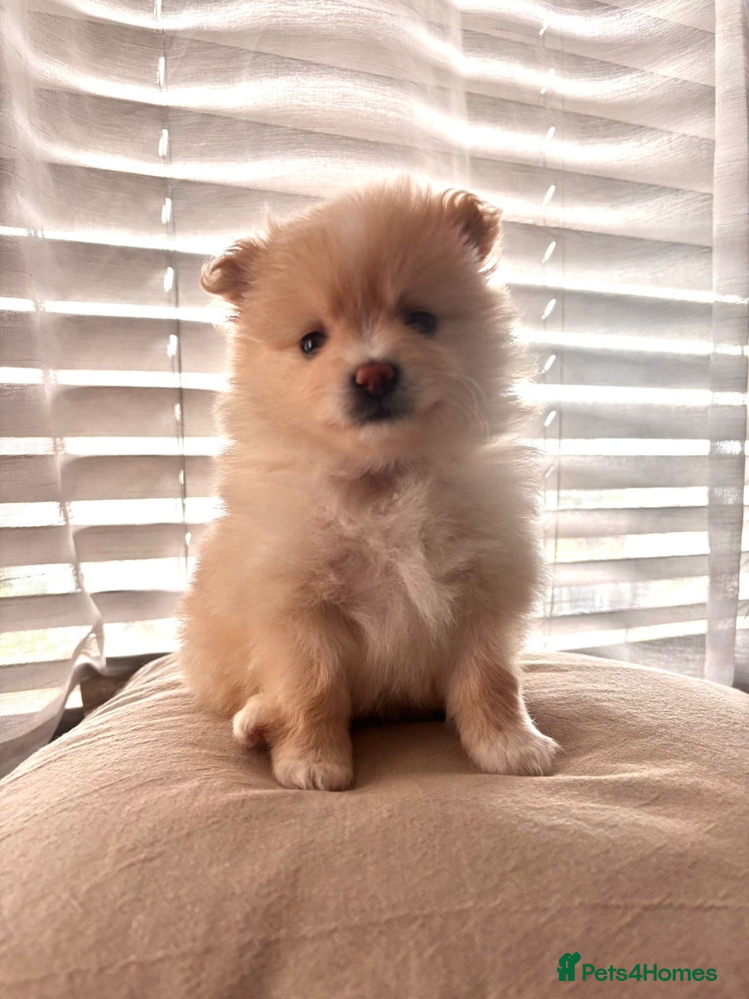 Pomeranian dogs for sale: 4 Beautiful puppies for Sale!!1 Boy and 3 Girls  - Image 6