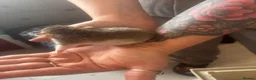Rat rodents for sale: Rats for sale  - Advert 10