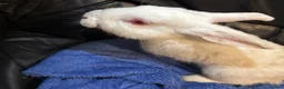 Mixed Breed rabbits for sale: 2 BUCKS  - Advert 7