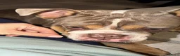 English Bulldog dogs for sale: English Bulldog Seeking a Loving New Home - Advert 4