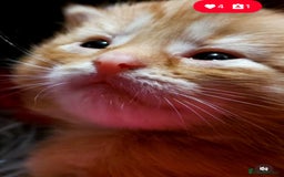 Mixed Breed cats for sale: Gorgeous fluffy kittens well socialised - Image 3