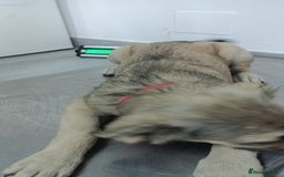 Mixed Breed dogs for adoption: 🐾 WINNIE - a Lovely young Girl, for a Loving Home - Image 19