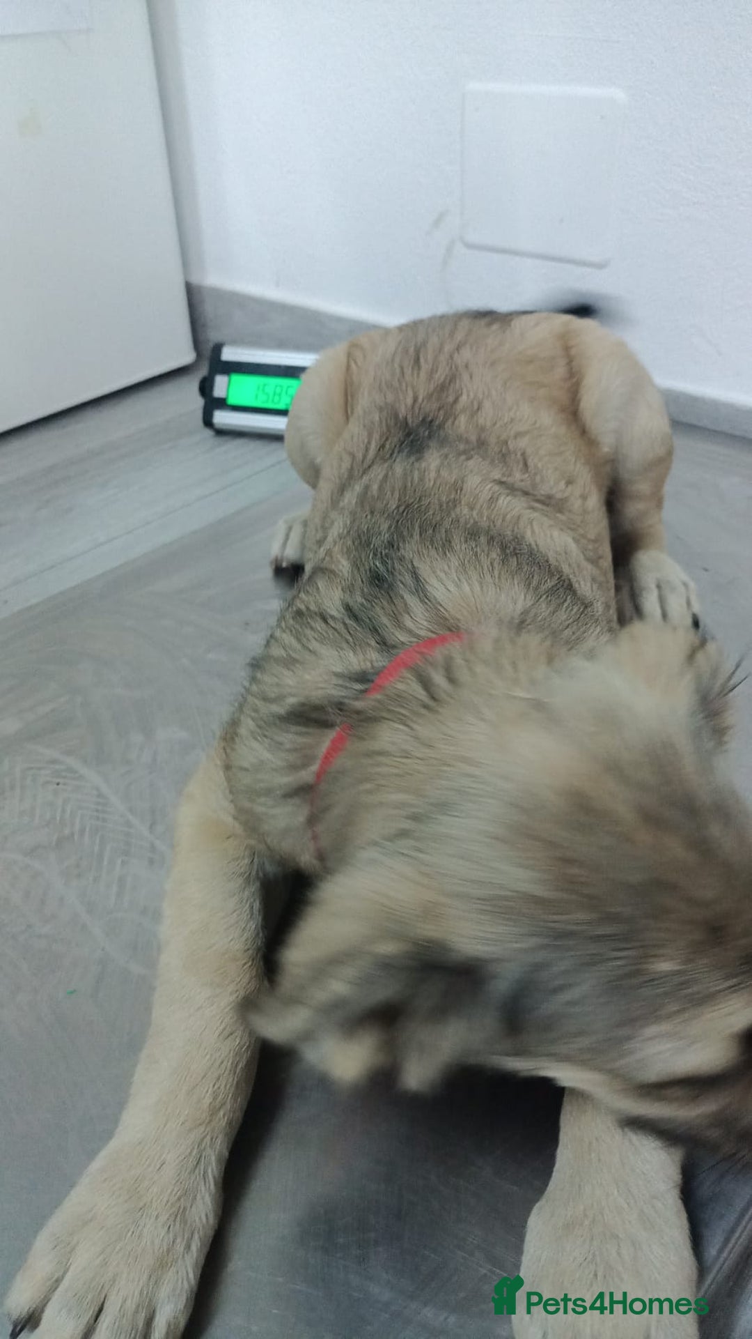 Mixed Breed dogs for adoption: 🐾 WINNIE - a Lovely young Girl, for a Loving Home - Image 19