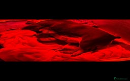 English Bulldog dogs for sale: Full fluffy British bulldog - Image 5