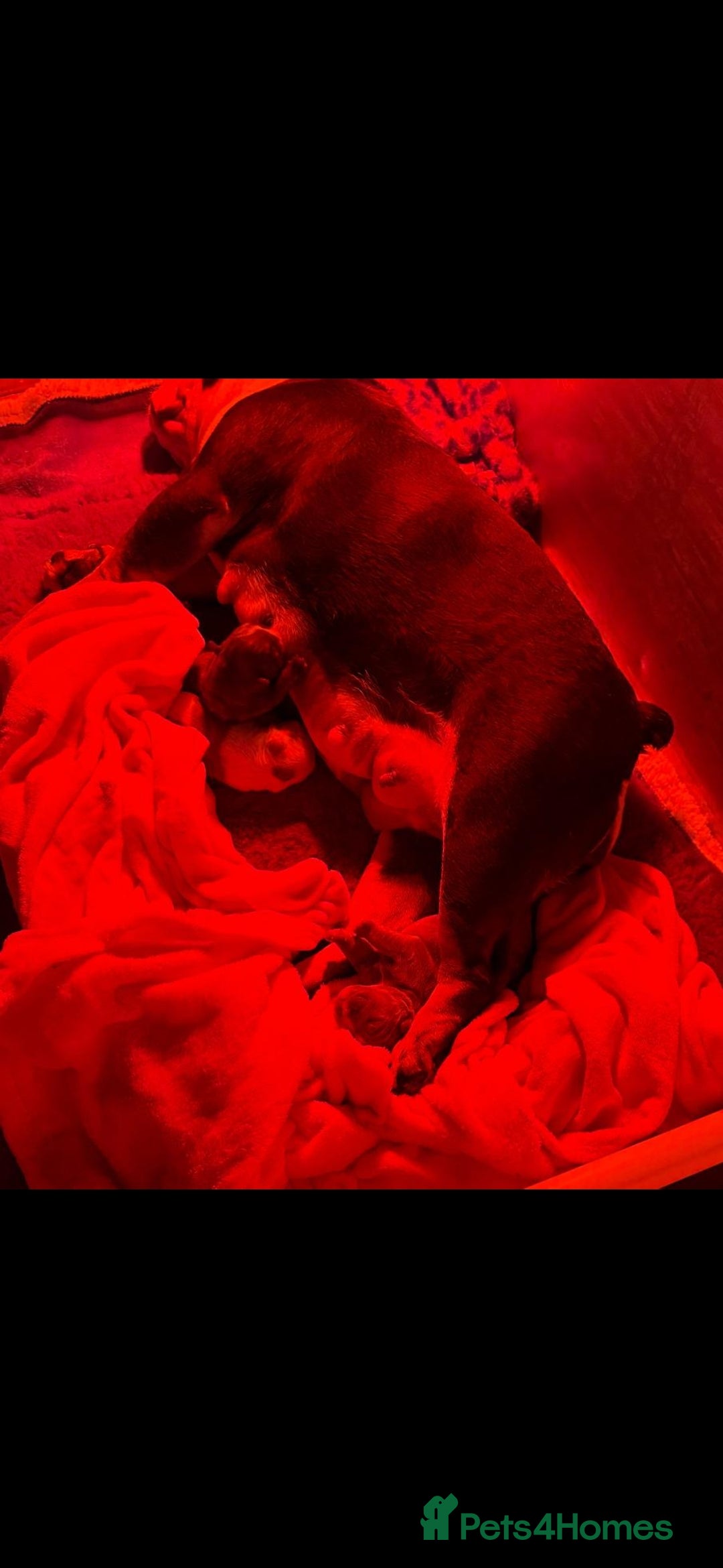 English Bulldog dogs for sale: Full fluffy British bulldog - Image 5