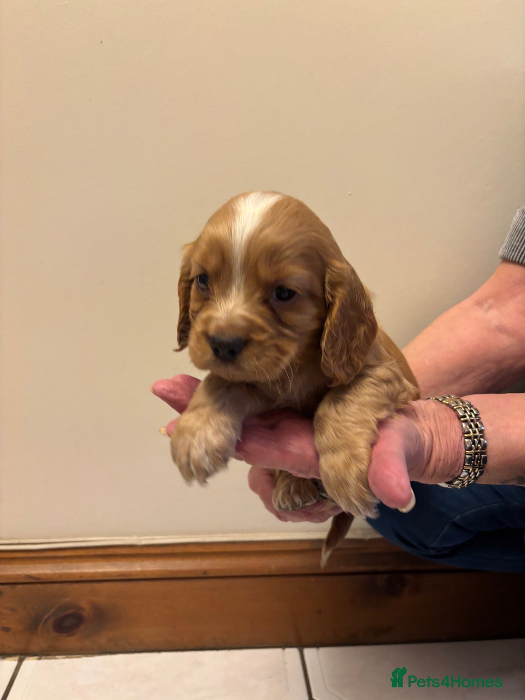 Cocker Spaniel dogs for sale: KC reg cocker spaniels  - Advert 18