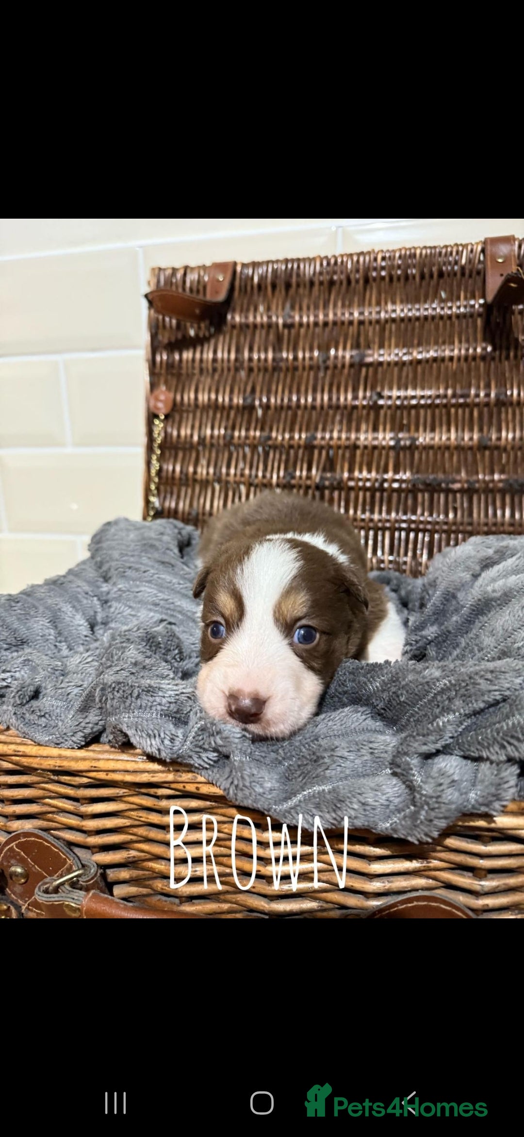 Border Collie dogs for sale: Brown,tan and white border collie pups for sale  - Advert 9
