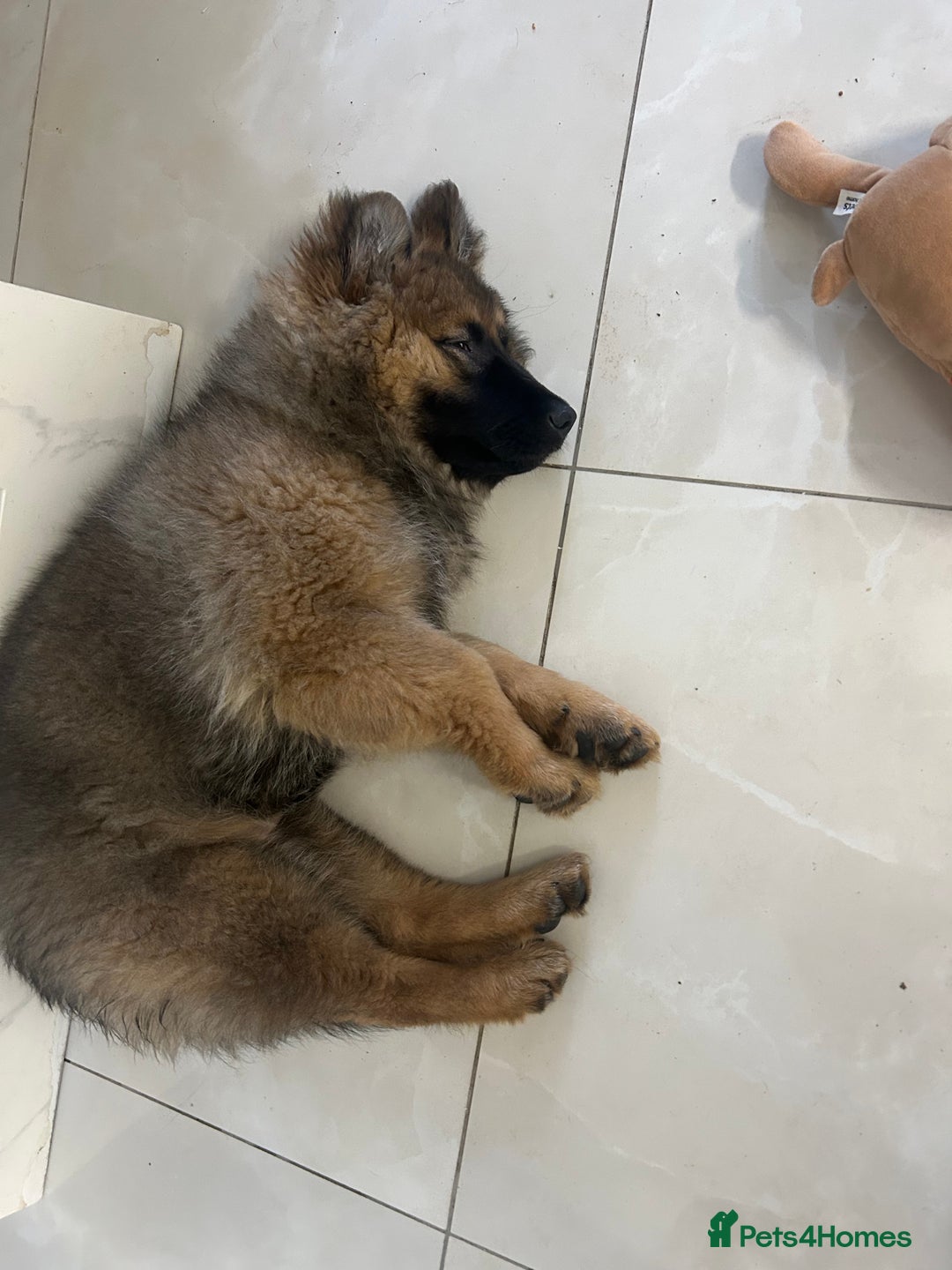 German Shepherd dogs for sale: Gsd puppy 14week - Advert 4