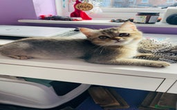 Scottish Fold cats for sale: Last boy available ❤️ looking for new 🏠 - Image 1