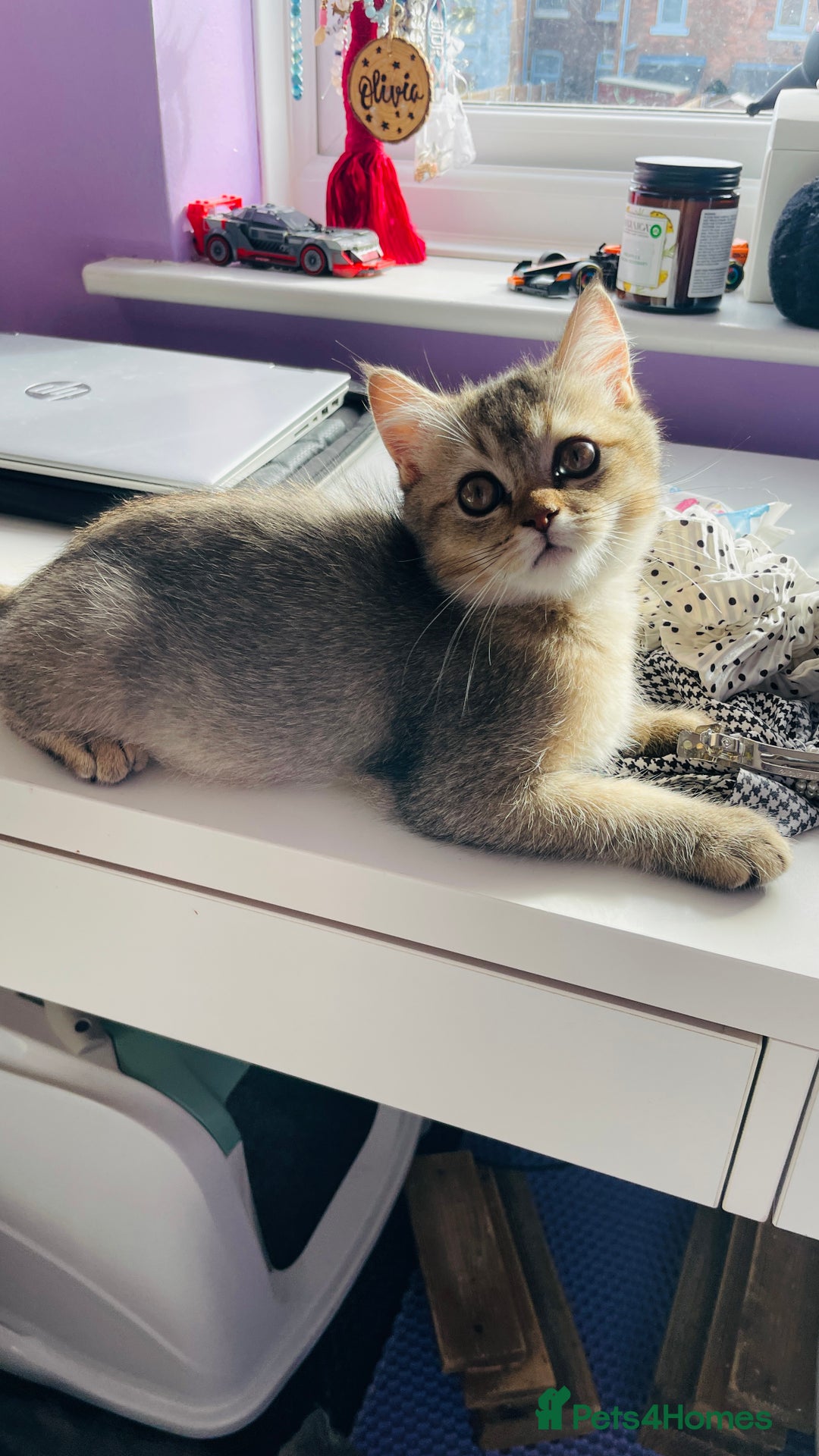 Scottish Fold cats for sale: Last boy available ❤️ looking for new 🏠 - Image 1