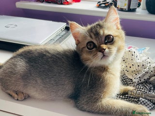 Scottish Fold cats - Advert 4