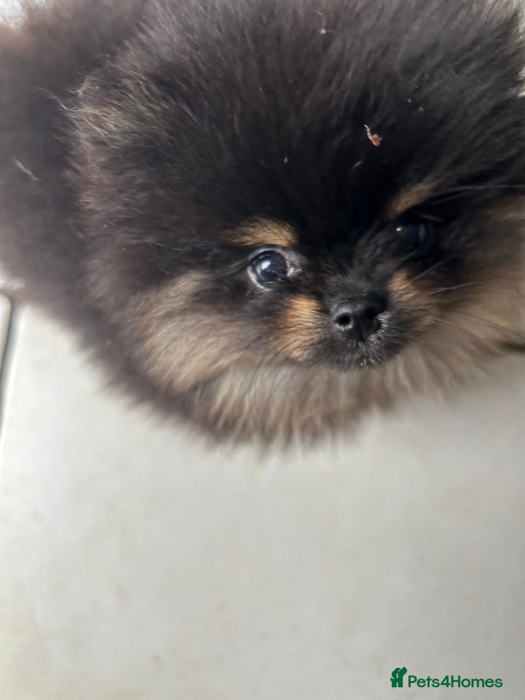 Pomeranian dogs for sale: Positivity thriving puppy 🤗 - Advert 1