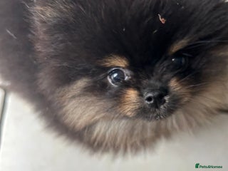 Pomeranian dogs Positivity thriving puppy 🤗 - Advert 1
