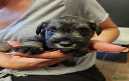 Miniature Schnauzer dogs for sale: Curious, playful and loving litter KC pups ❤️ - Image 33