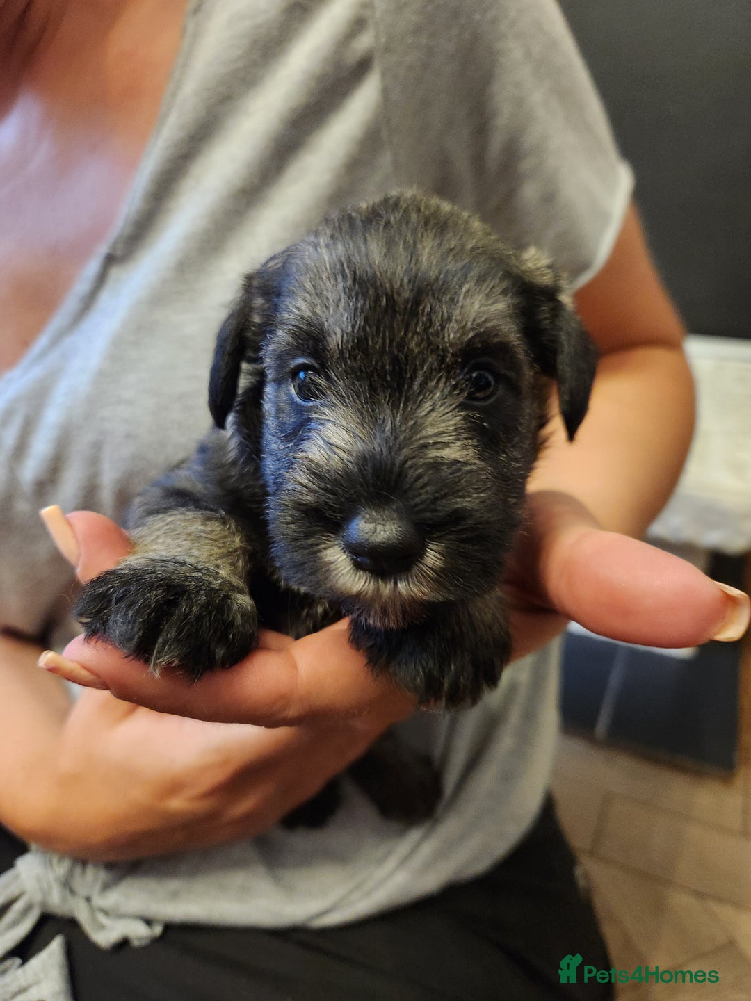 Miniature Schnauzer dogs for sale: Curious, playful and loving litter KC pups ❤️ - Image 33