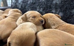 Labrador Retriever dogs for sale: KC Registered Yellow/Fox Red Labradors - Image 12